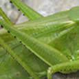 Tettigonia caudata